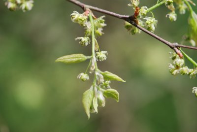 Celtis occidentalis - břestovec západní - kvetoucí větévka (2)